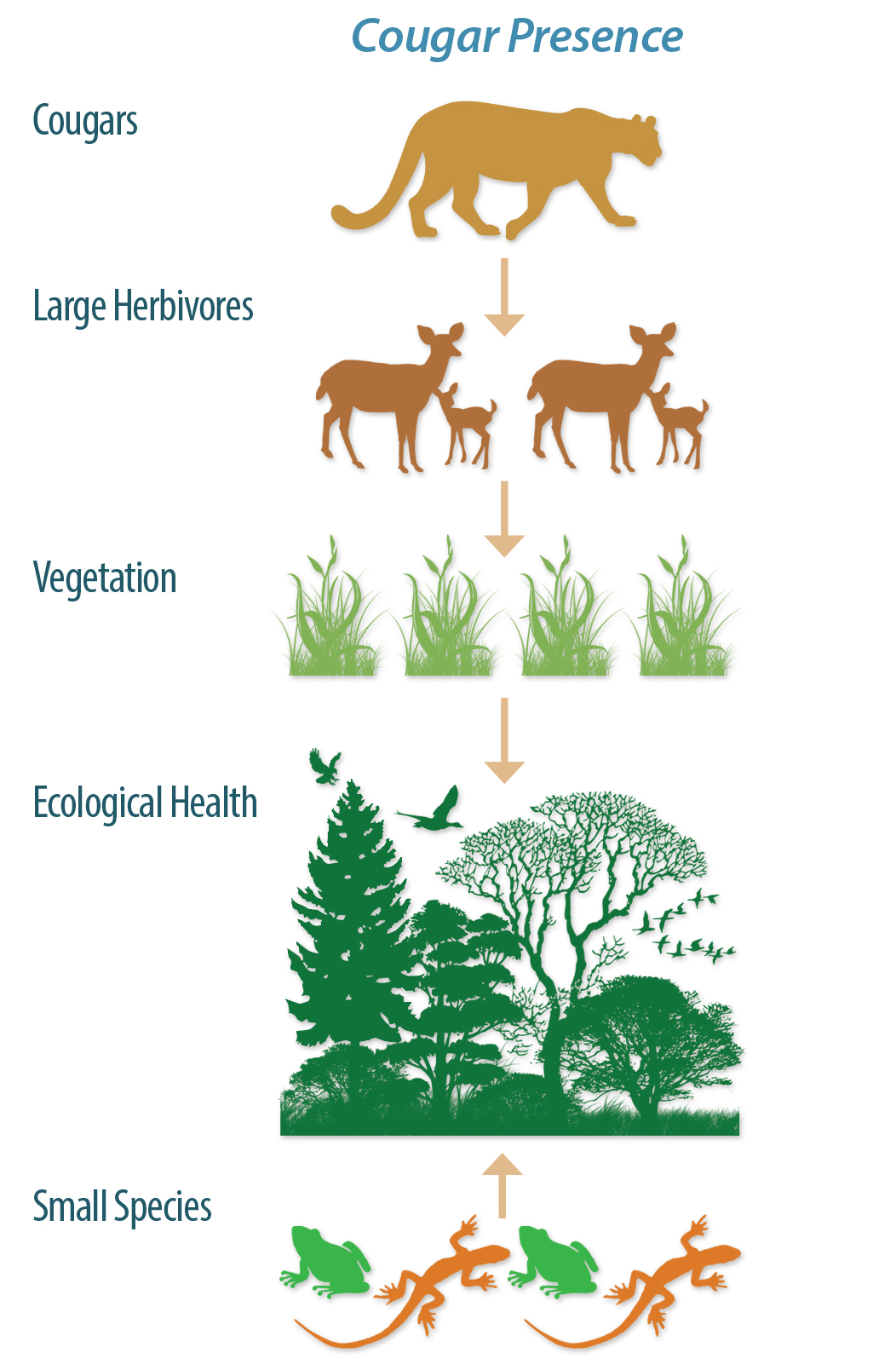 how long do cougars live in the wild