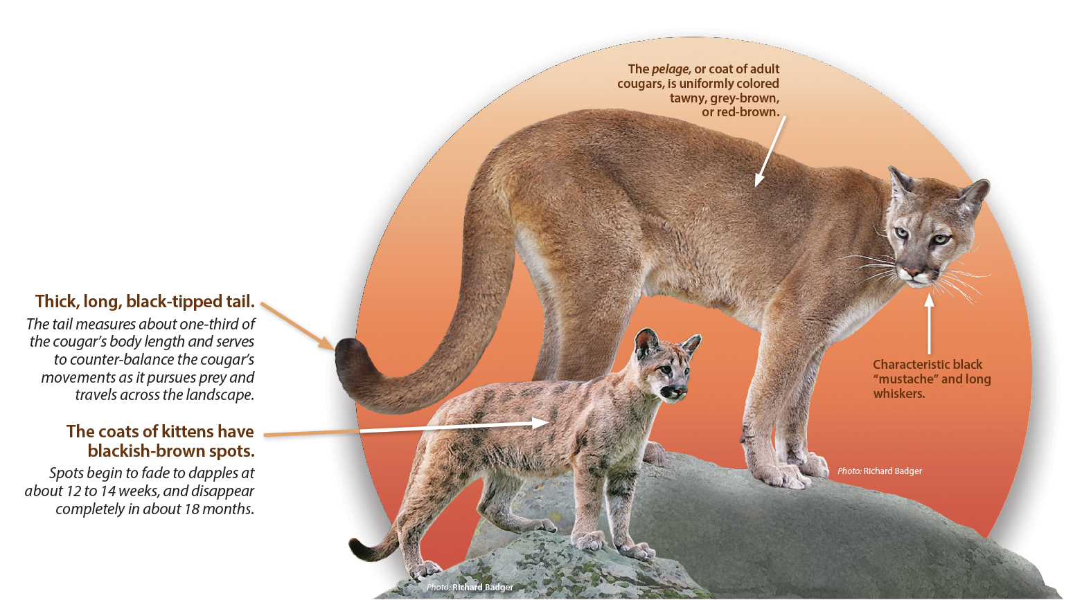 jaguar vs mountain lion size