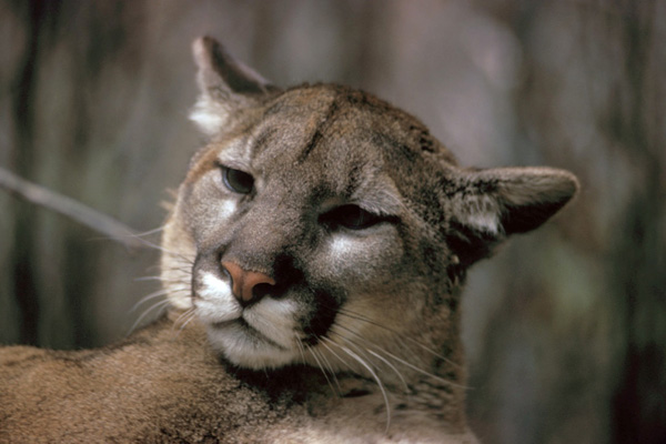 how long do cougars live in the wild