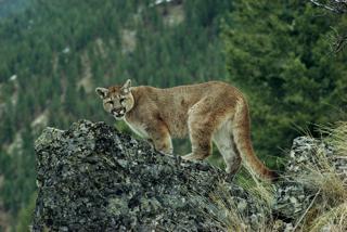 eastern cougar scientific name