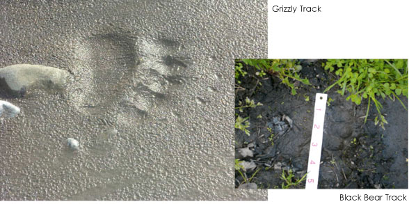 grizzly bear tracks vs black bear