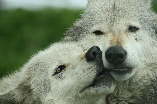 Gray Wolf - Western Wildlife Outreach