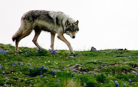 Gray Wolf Safety - Western Wildlife Outreach