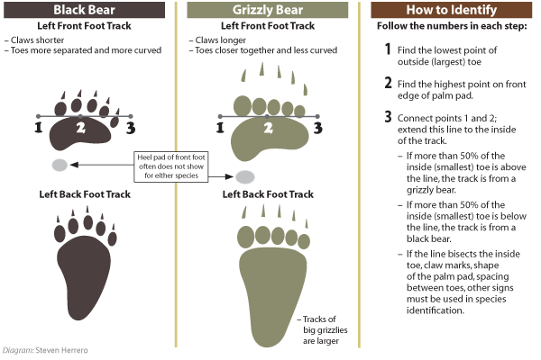 Lilla aktivering Tæl op Grizzly Bear Identification - Western Wildlife Outreach