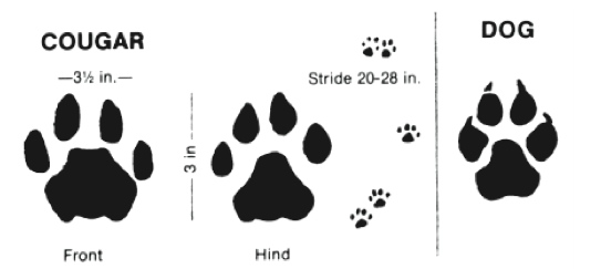 mountain lion tracks versus dog