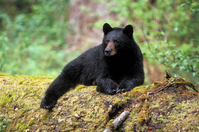 American Black Bear - Ursus americanus - NatureWorks