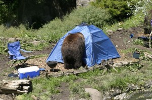 Bear exploring tent