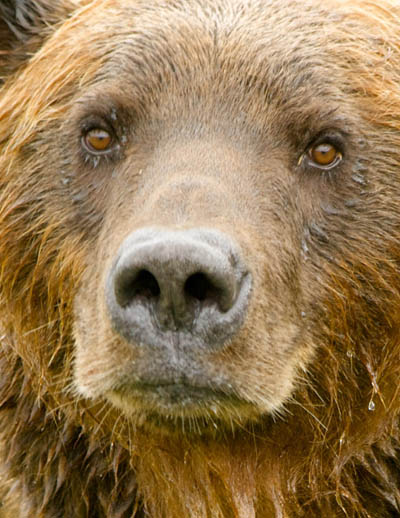 Grizzly Bear Image