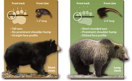 black bear tracks vs grizzly