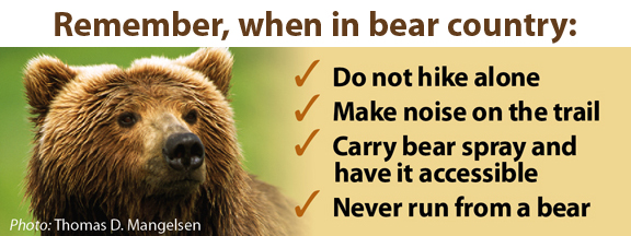 How to Prevent Bear Attacks, According to Experts