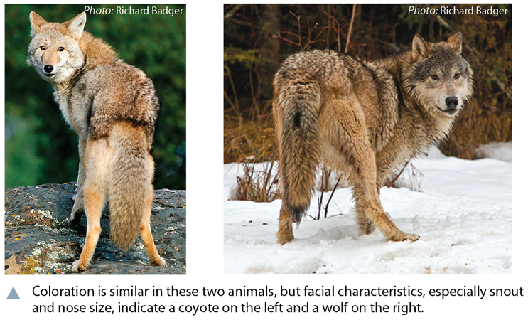 wolf hybrid size comparison