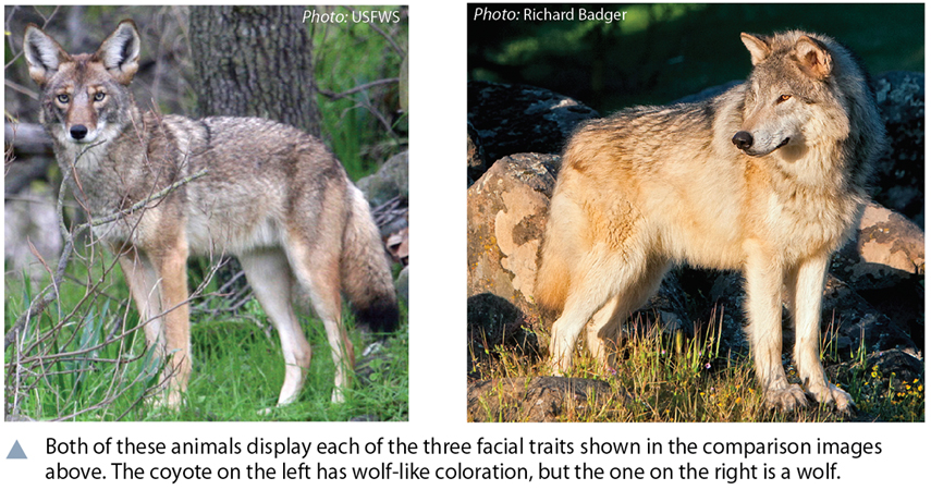 wolf hybrid size comparison