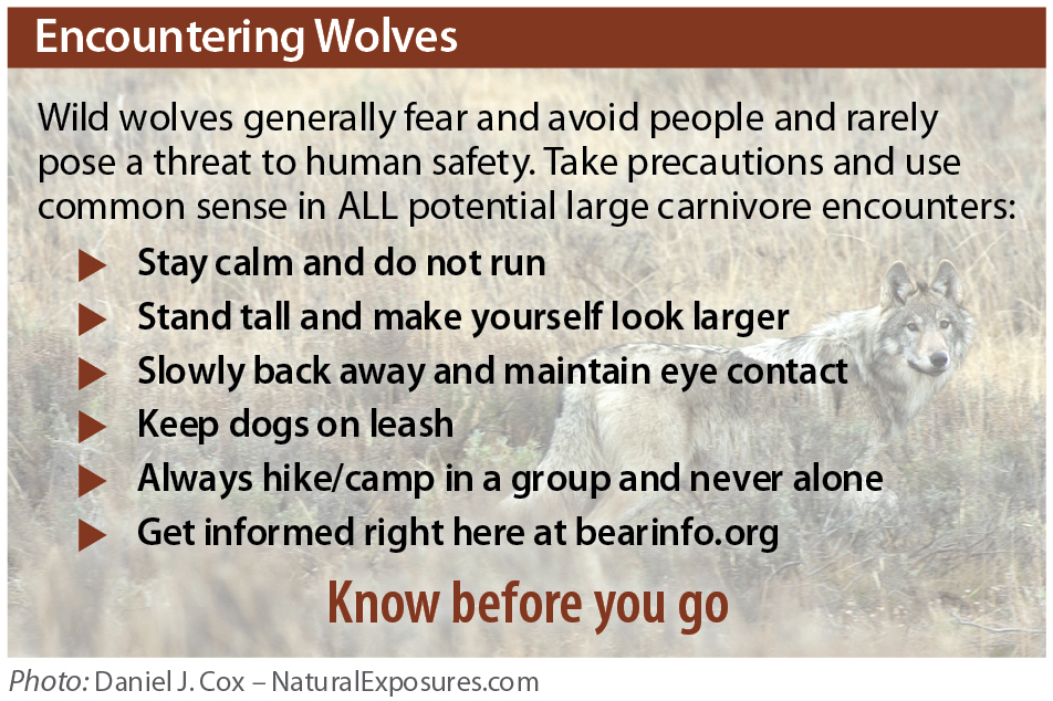 Do Wolves Pose A Danger To Humans? -