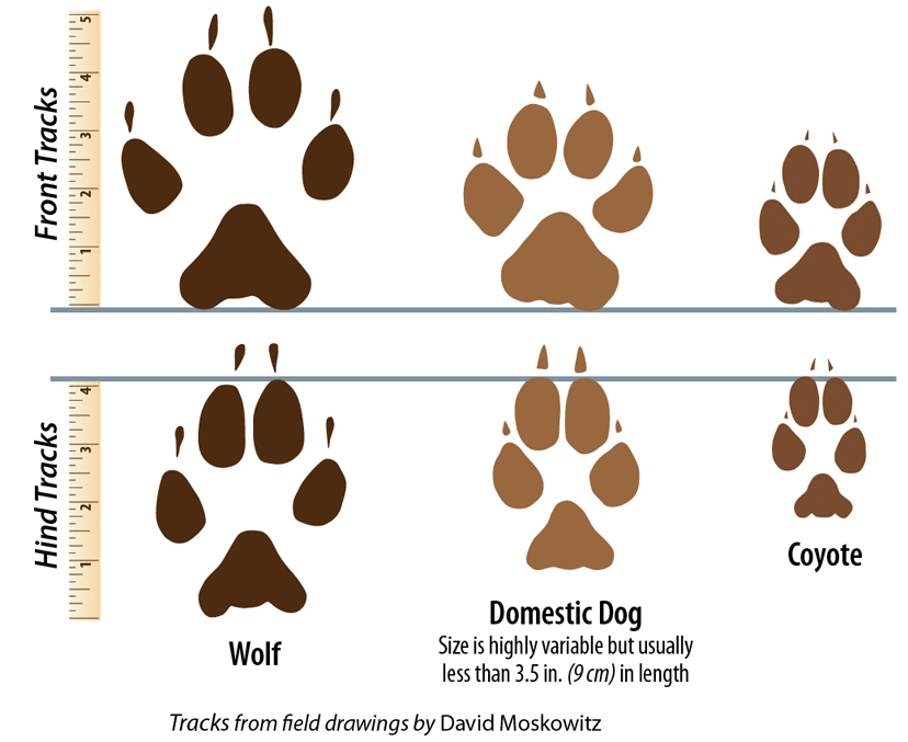 wolf tracks in mud