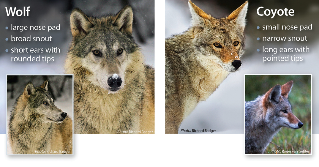 Gray Wolf Identification - Western Wildlife Outreach