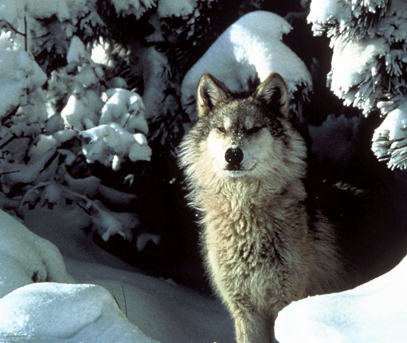 grey wolf pack with pups