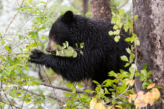 Black bears are emerging from their winter dens early, in search of food -  VTDigger