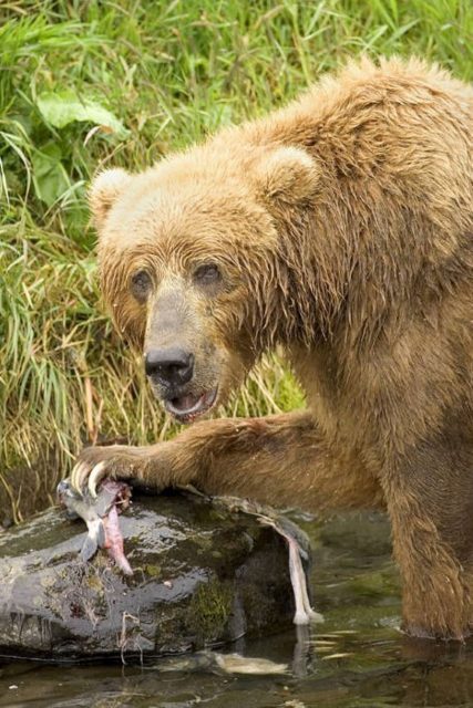 grizzly bears eating deer