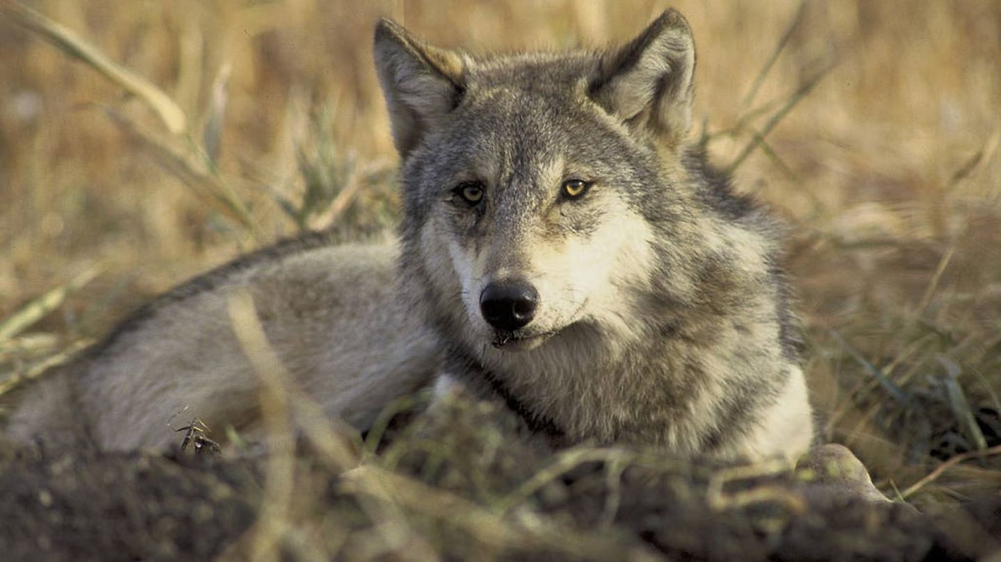 black wolf with yellow eyes howling