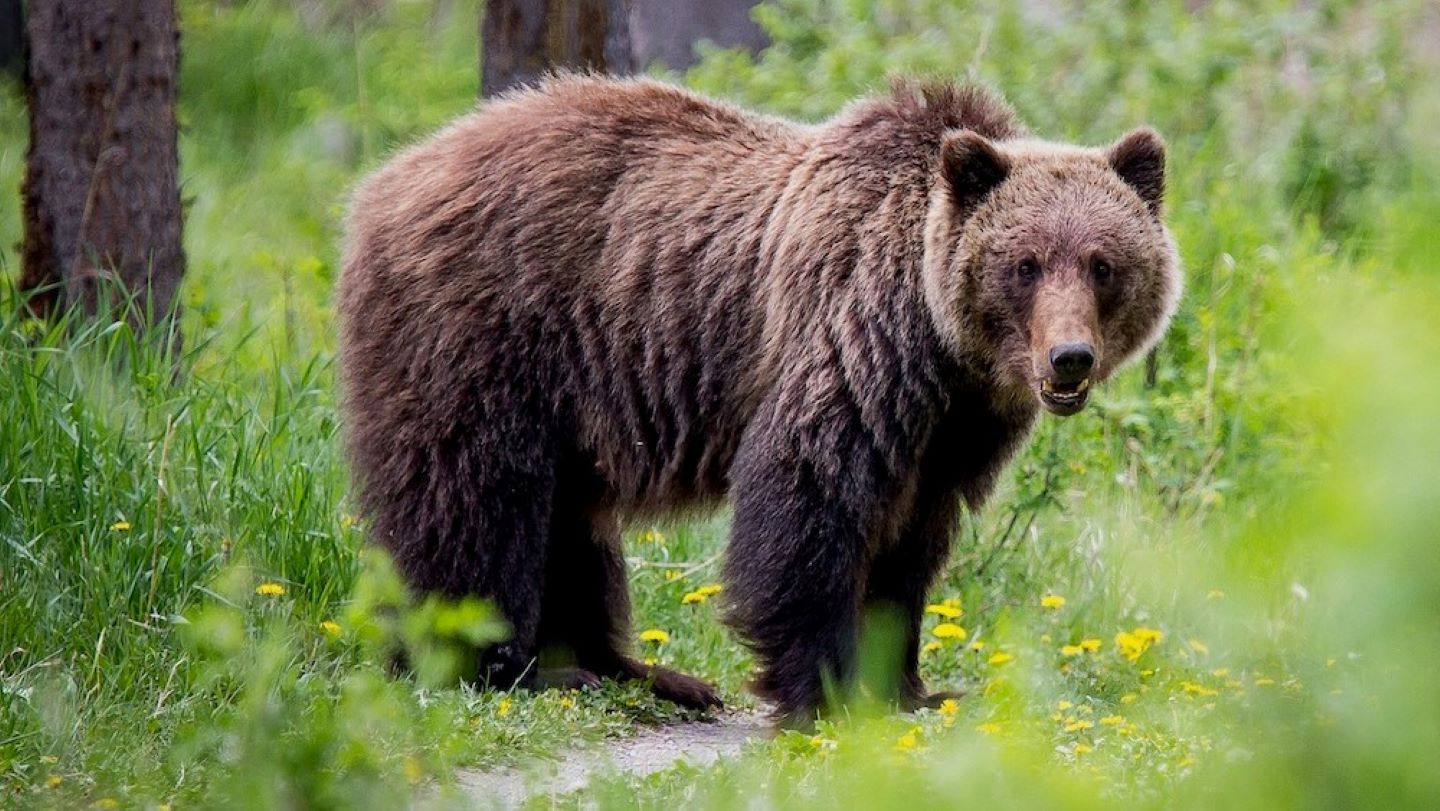 Grizzly Bear Ecosystem Grizzly Bear Facts QGRMH