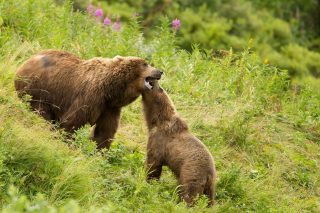 Grizzly Biology & Behavior - Western Wildlife Outreach