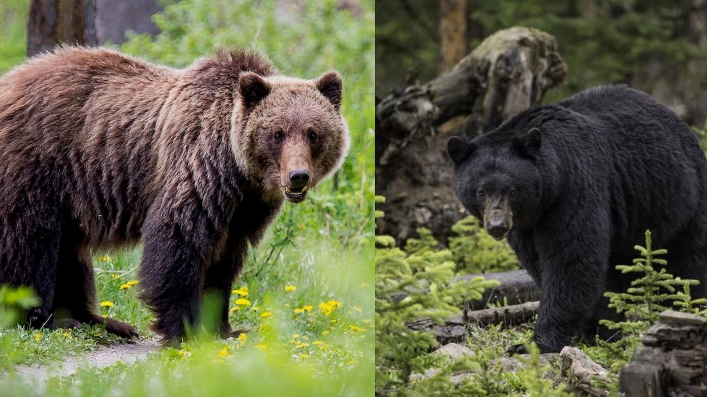 grizzly bear tracks vs black bear