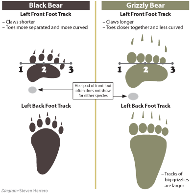 Grizzly Bear Tracks Paw Prints