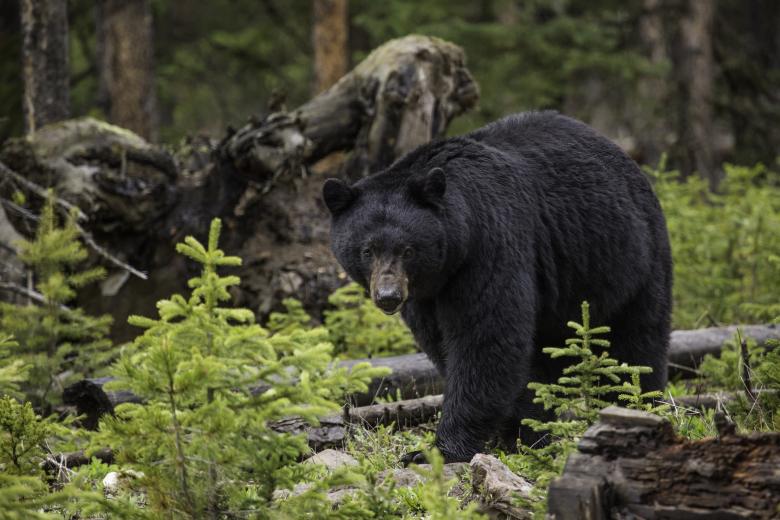 Black bear, Size, Weight, Habitat, Diet, & Facts